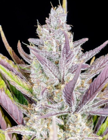 Wedding Glue Auto Feminised (FastBuds)-FastBuds-GnomesGarden