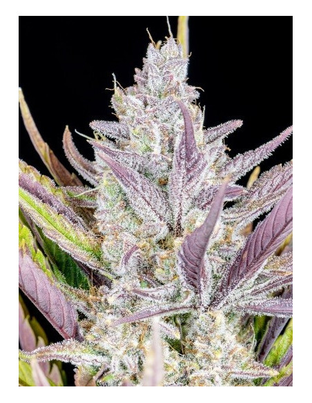 Wedding Glue Auto Feminised (FastBuds)-FastBuds-GnomesGarden