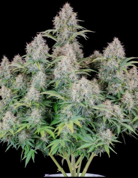 Cinderella Auto Feminized (Fastbuds)-FastBuds-GnomesGarden