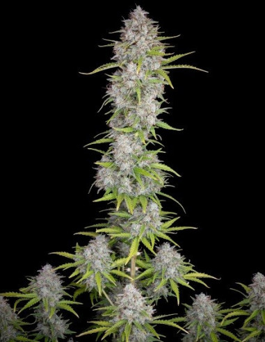 Orange Sherbet Auto Feminized (FastBuds)-FastBuds-GnomesGarden