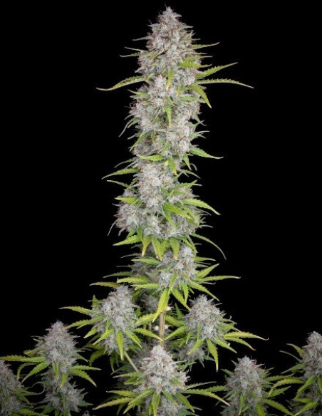 Orange Sherbet Auto Feminizowane (FastBuds)-FastBuds-GnomesGarden