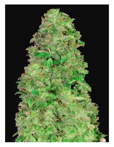 CBD Auto 20:1 Feminizowane (FastBuds)-FastBuds-GnomesGarden
