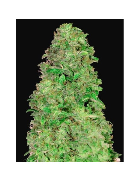 CBD Auto 20:1 Feminizowane (FastBuds)-FastBuds-GnomesGarden