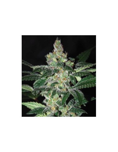 Amnesia Early Harvest Feminized (WOS)