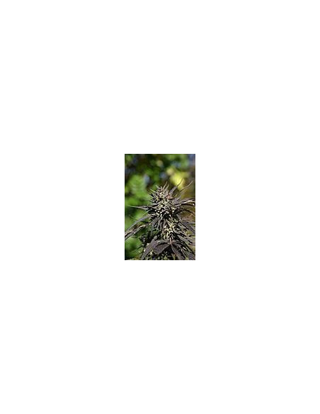 Grapefruit/ DC X Wild 3 Regularne (HFH Esbe Seeds)-Hybrids From Hell Esbe seeds-GnomesGarden