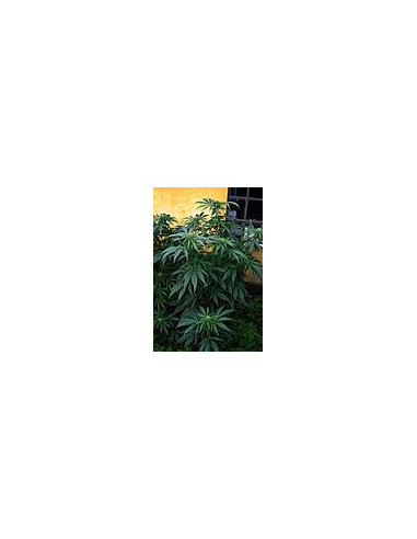 Grapefruit/ DC X Wild 3 Regularne (HFH Esbe Seeds)-Hybrids From Hell Esbe seeds-GnomesGarden