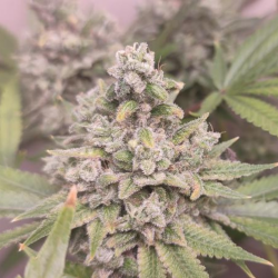 Girl Scout Cookies Feminized (Gnomes Seeds)
