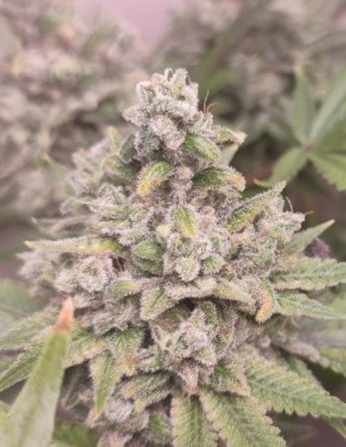 Girl Scout Cookies Feminizowane (Gnomes Seeds)