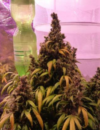 Auto Amnesia Feminizowane (Gnomes Seeds)-Odmiana tygodnia -50%-GnomesGarden