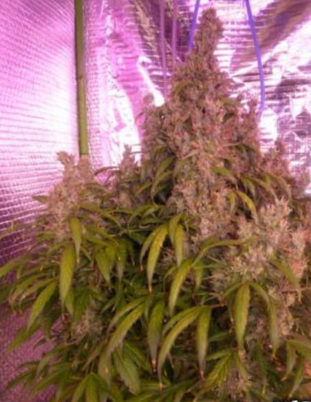 Auto Amnesia Feminisiert (Gnomes Seeds)-Sorte der Woche -50%-GnomesGarden