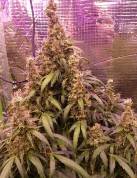 Auto Amnesia Feminized (Gnomes Seeds)-Gnomes Seeds-GnomesGarden