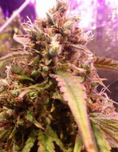 Auto Amnesia Feminizowane (Gnomes Seeds)-Odmiana tygodnia -50%-GnomesGarden