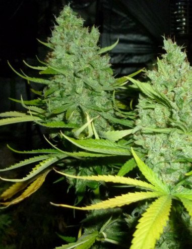 Critical Kush Feminisiert (Gnomes Seeds)
