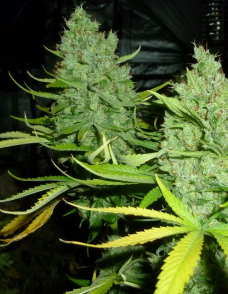 Critical Kush Feminizowane (Gnomes Seeds)-Gnomes Seeds-GnomesGarden