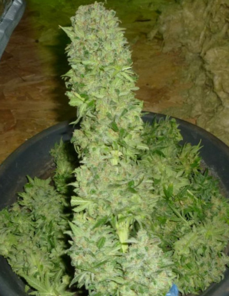 Critical Kush Feminizado (Gnomes Seeds)-Gnomes Seeds-GnomesGarden
