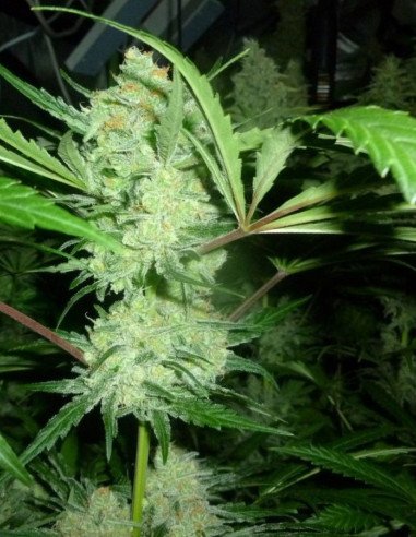 Wild Thailand Feminisiert  (Gnomes Seeds)