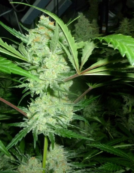 Wild Thailand Feminizovane  (Gnomes Seeds)-Gnomes Seeds-GnomesGarden