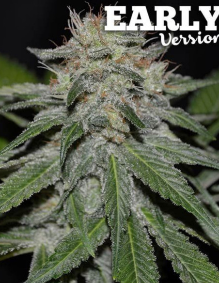 Unknown Kush Early Version Feminizowane (Delicious Seeds)-Delicious Seeds-GnomesGarden