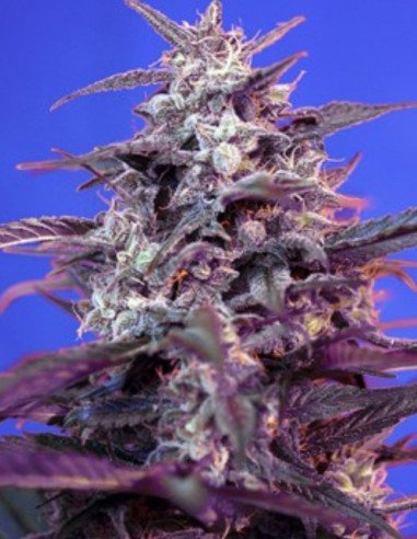 Red Gorilla Girl Auto Xl Feminizowane (Sweet Seeds)