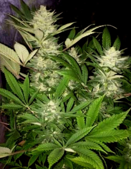 Jack Herer Early Version Feminised (Gnomes Seeds)-Gnomes Seeds-GnomesGarden