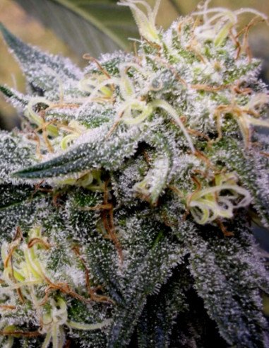 Chocolope Early Version Feminisiert (Gnomes Seeds)