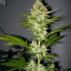 Candy Kush Early Version Feminisiert (Gnomes Seeds)
