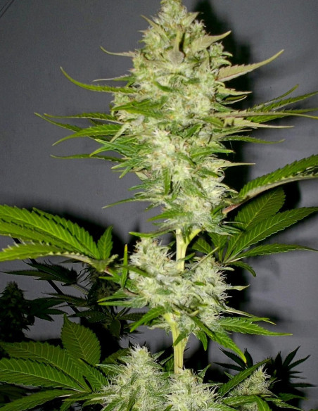Candy Kush Early Version Feminisiert (Gnomes Seeds)-Gnomes Seeds-GnomesGarden