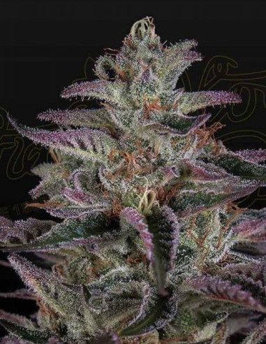 Banana Krumble Feminizowane (Green House Seeds)