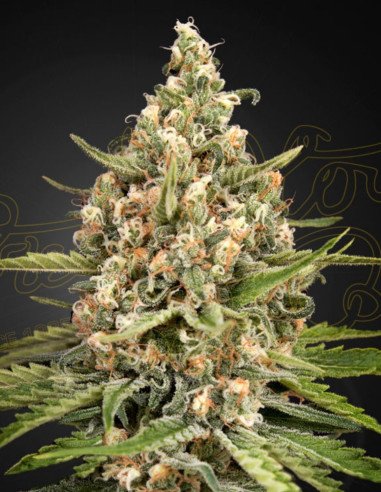 Bubba Slush Feminizowane (Green House Seeds)
