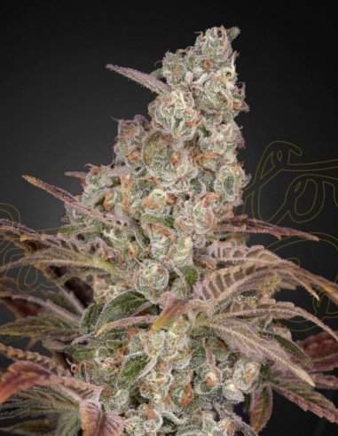 Jack's Dream Feminizowane (Green House Seeds)