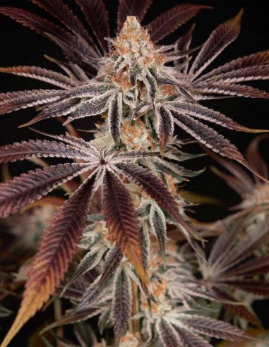 Dark Phoenix Feminized (Green House Seeds)