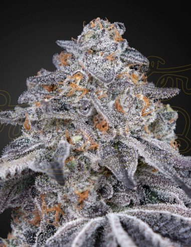 Velvet Moon Feminizowane (Green House Seeds)