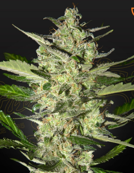 Flowerbomb Kush Feminized (Green House Seeds)-Greenhouse Seeds-GnomesGarden