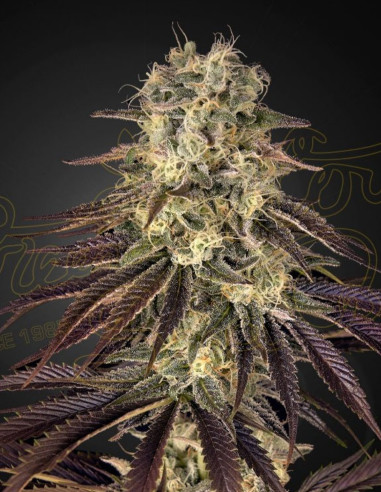 Kong's Krush Feminized (Green House Seeds)-Greenhouse Seeds-GnomesGarden