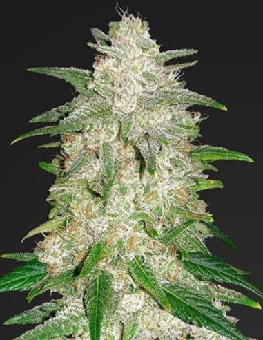 Gelato Auto Feminized (FastBuds)