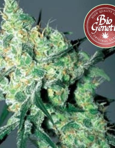 Auto White Russian Feminised (BioGenetic)