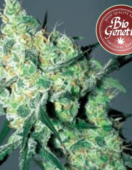 Auto White Russian Feminizowane  (BioGenetic)-Biogenetic-GnomesGarden