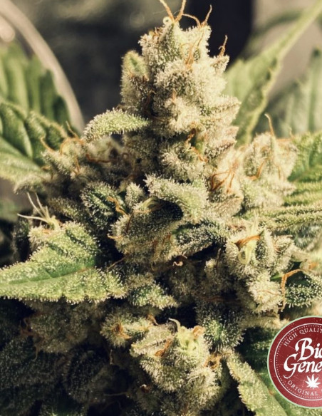 White Widow Auto Feminised (BioGenetic)-Biogenetic-GnomesGarden
