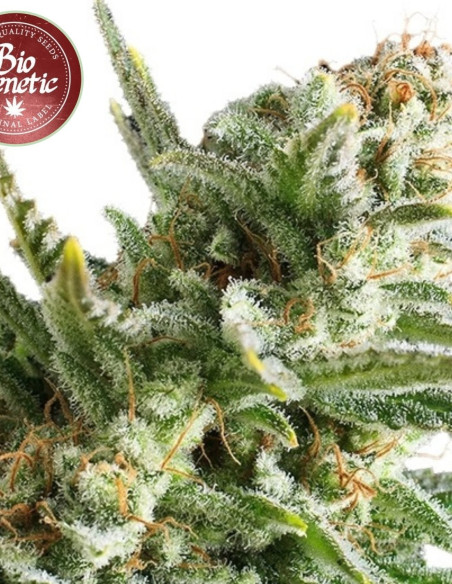 Amnesia Haze Auto Feminizowane (BioGenetic)-Biogenetic-GnomesGarden
