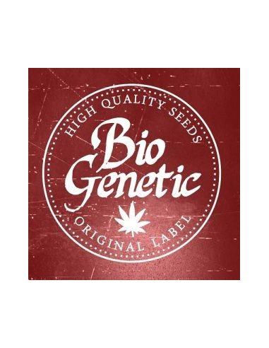 Guerilla Gold Feminizowane  (BioGenetic)