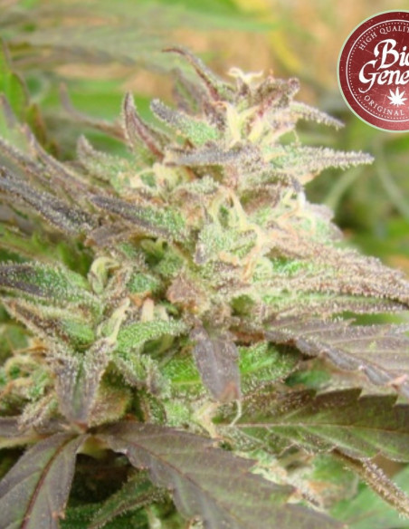 Gorilla Maroc Fast Feminised (BioGenetic)-Biogenetic-GnomesGarden