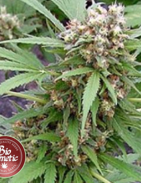 Early AK Fast Feminised (BioGenetic)-Biogenetic-GnomesGarden