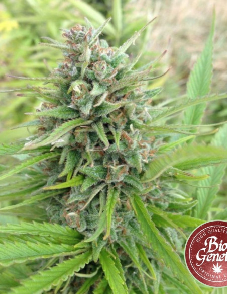 Cheese SuperFast Feminised (BioGenetic)-Biogenetic-GnomesGarden