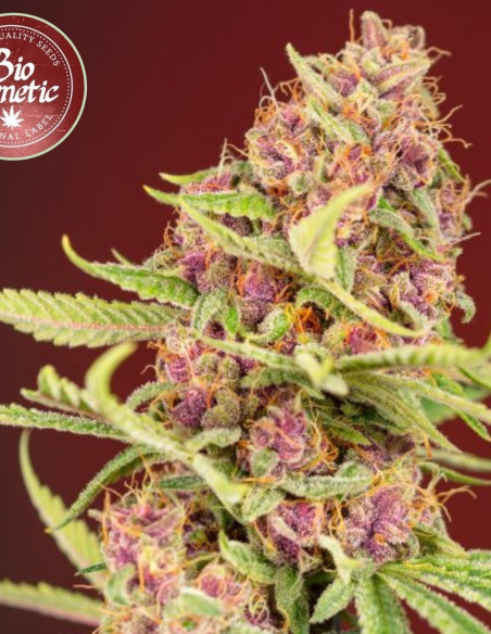 Gorilla Red Mandarine SuperFast Feminised (BioGenetic)-Biogenetic-GnomesGarden