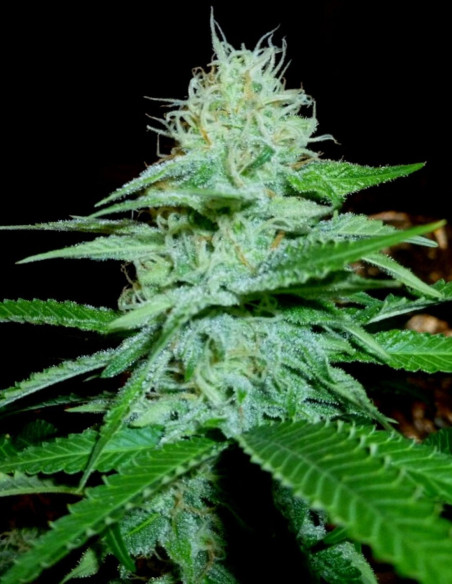 Auto Northern Lights Feminized (Gnomes Seeds)-Gnomes Seeds-GnomesGarden