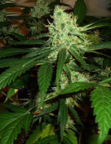 Auto Jack Herer Feminisiert (Gnomes Seeds)
