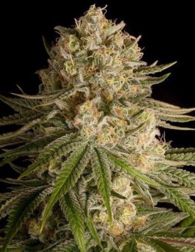 Auto Critical Feminizovane (Gnomes Seeds)