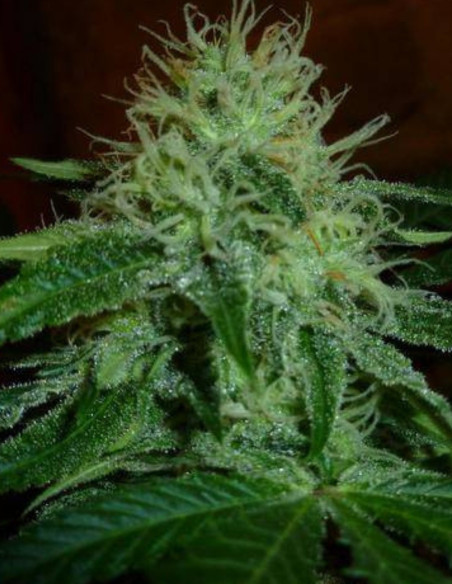Auto Super Skunk Feminizovane (Gnomes Seeds)-Gnomes Seeds-GnomesGarden