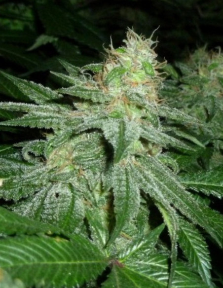 Chocolope Feminizowane (Gnomes Seeds)-Gnomes Seeds-GnomesGarden