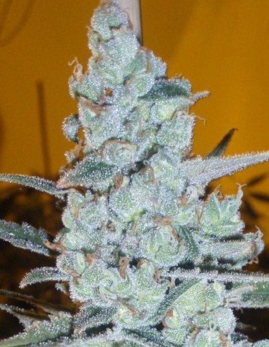 Jack Herer  Feminizado (Gnomes Seeds)